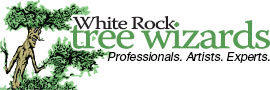 Tree Service White Rock Tree Wizards in Dallas TX